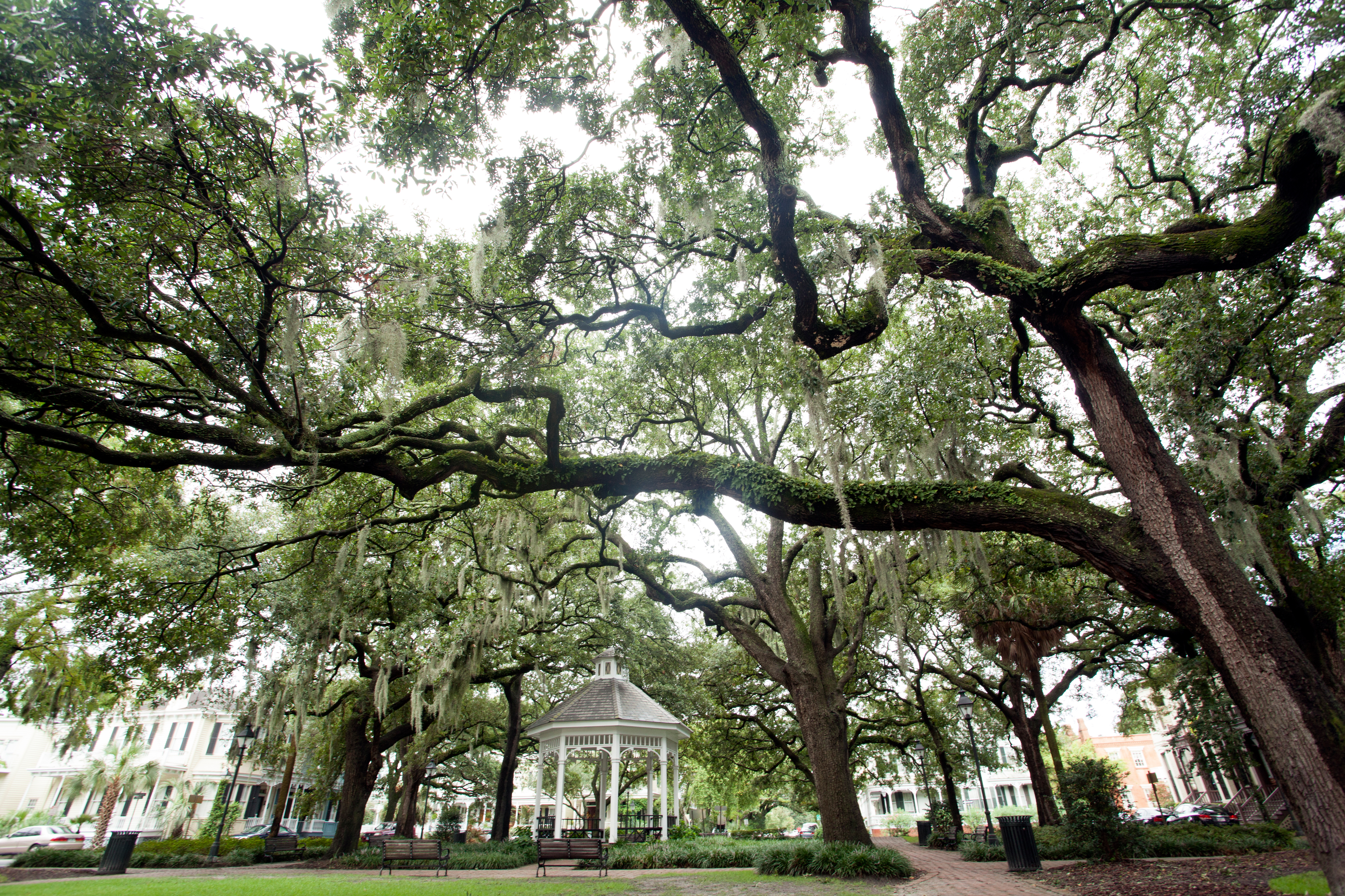 Whitefield Square with its white gazebo and giant trees dripping Spanish moss.